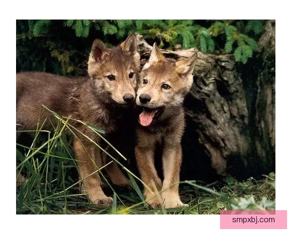 人宠温情互动高清场景展现日常驰骋亲密陪伴暖影像萌动瞬间留记忆长